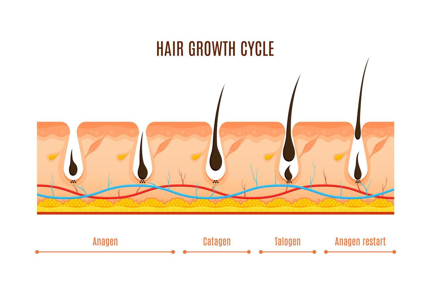 cabelo crescimento ciclo fases vetor infográficos
