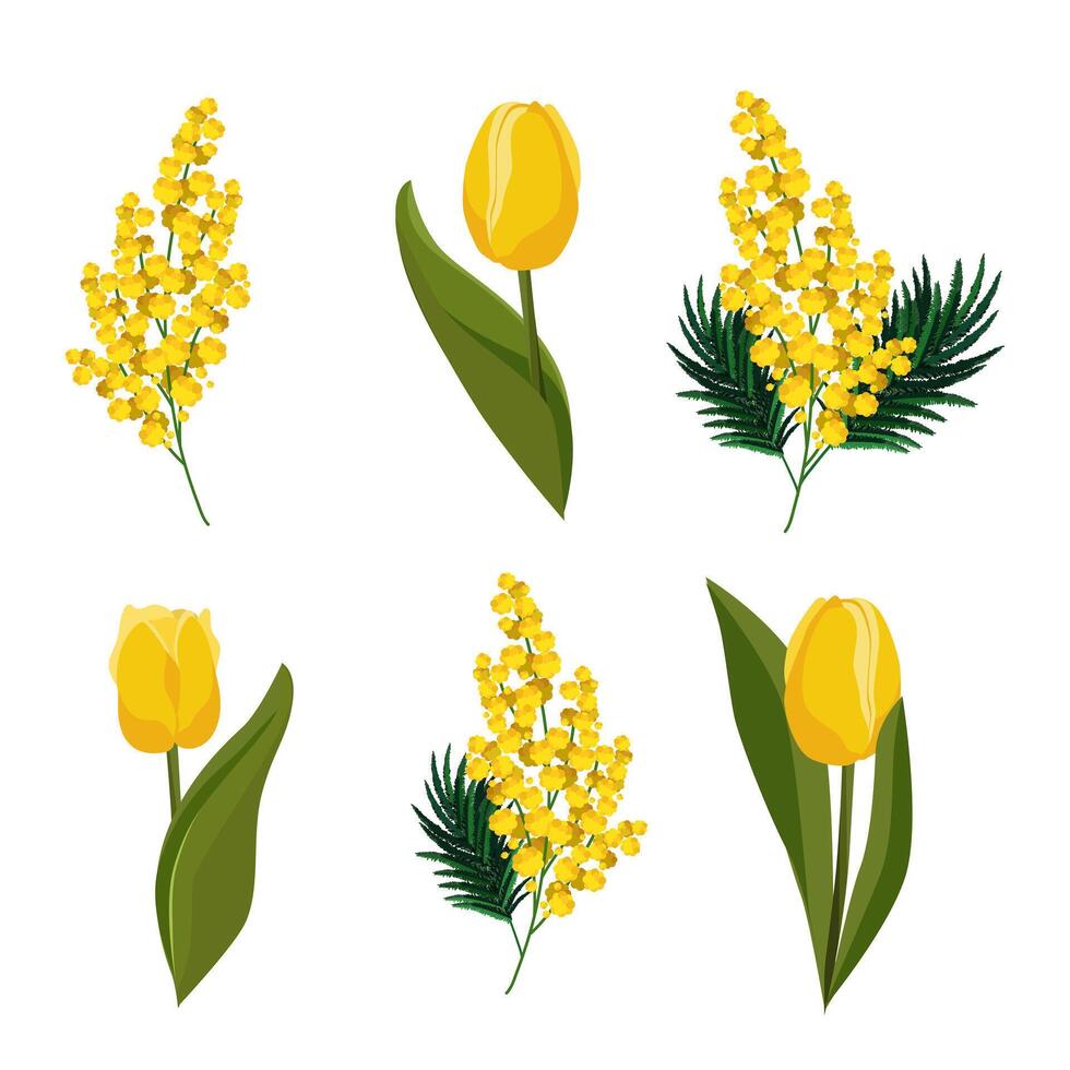 Primavera isolado amarelo tulipas e mimosa. vetor clipart com flores para projeto, cumprimento cartão, bandeira, quadro, folheto, oferta, poster