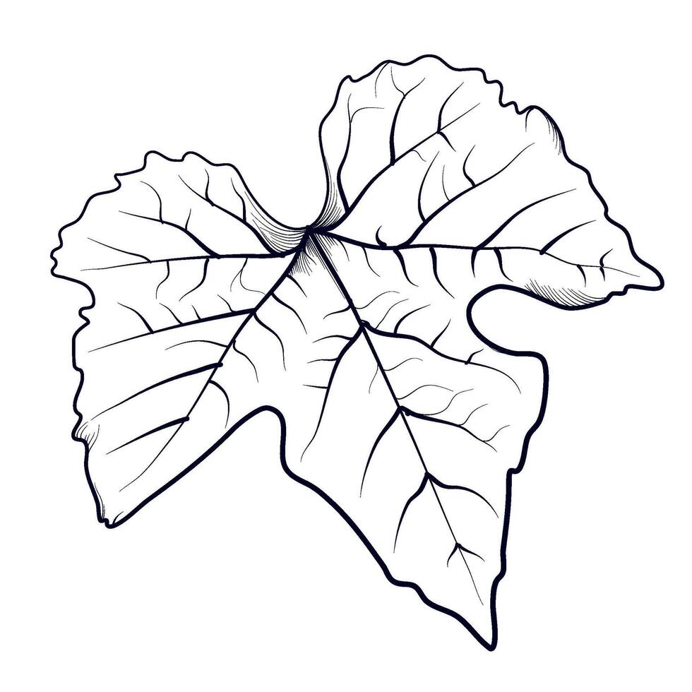 mão desenhando do uma uva folha vetor ilustração