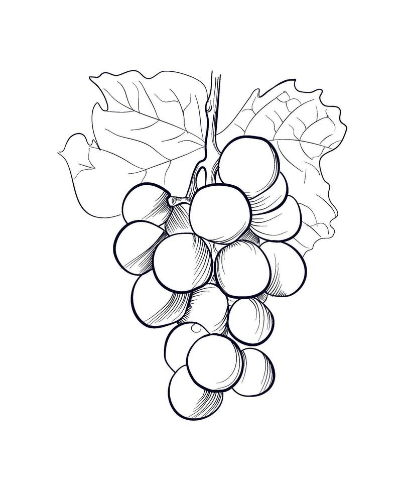 mão desenhando do uma uva escova com folhas vetor