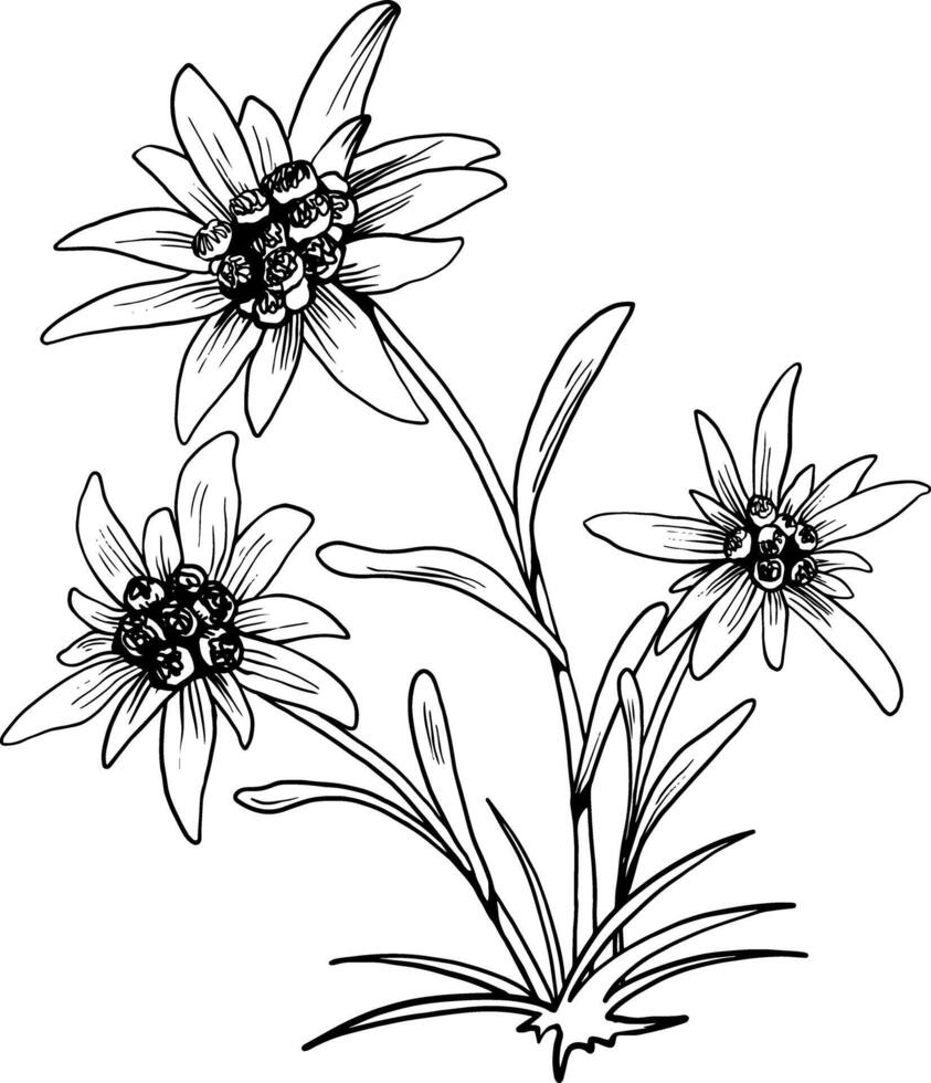 Preto e branco esboço vetor desenhando do edelweiss flor isolado