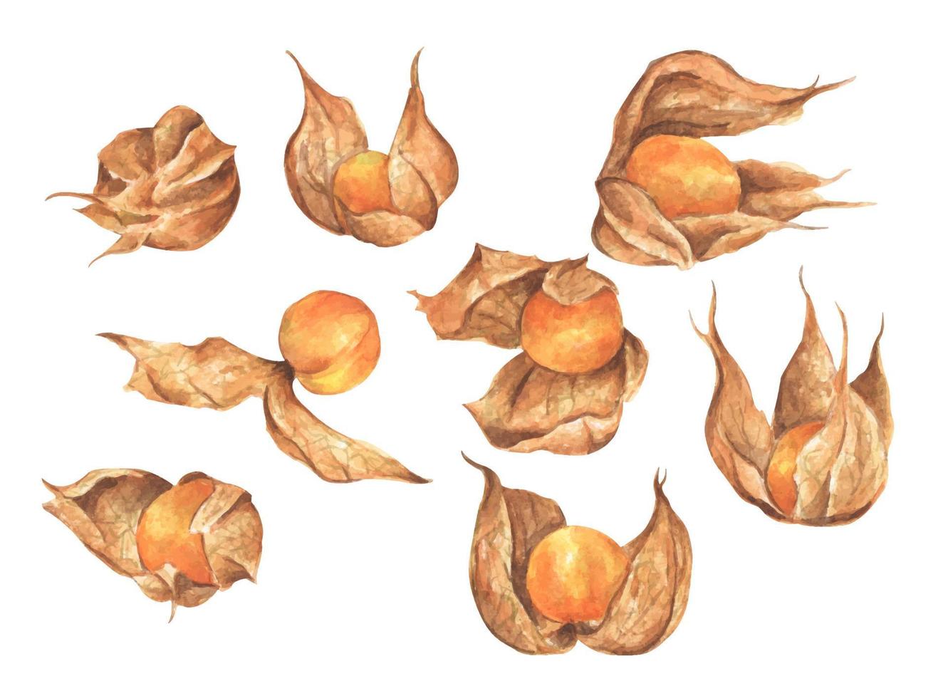 Conjunto de frutas bagas de physalis. ilustração em aquarela. vetor