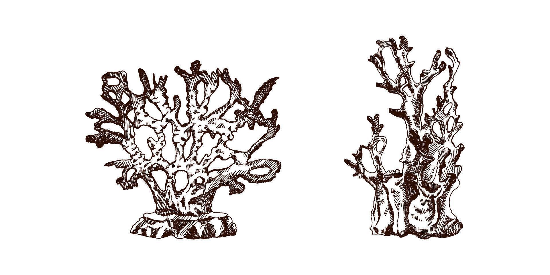 desenhado à mão esboço conjunto do vários corais. tropical recife elementos. vetor gravado ilustrações. melhor para náutico projetos.