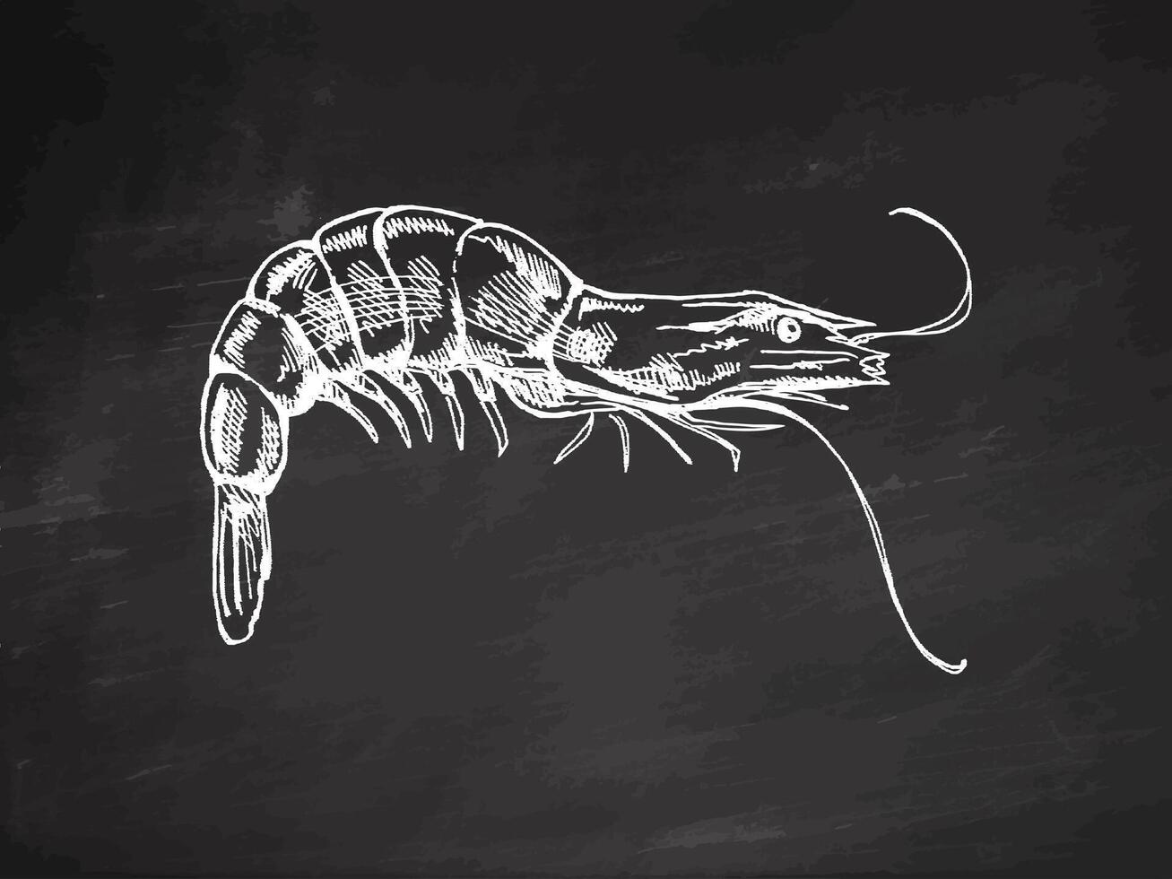 desenhado à mão camarão, camarão. vetor esboço ilustração em quadro-negro fundo. mar coleção. gravado ilustrações isolado em branco fundo.