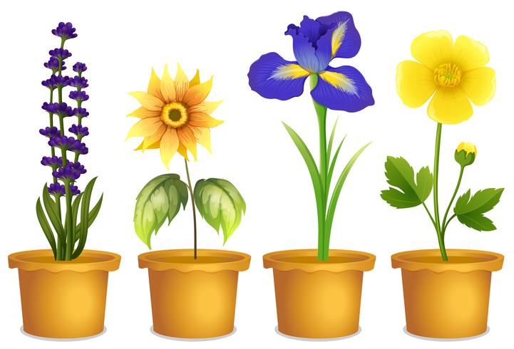 Diferentes tipos de flores em vasos vetor