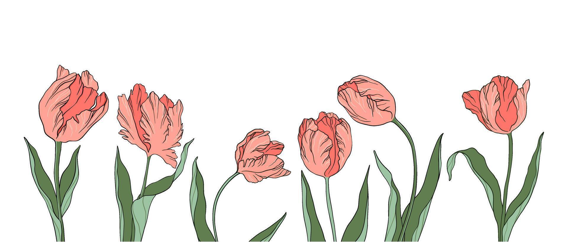 viver vetor ilustração tulipas bandeira silhueta contorno pétalas folhas verão Primavera botânica clipart mulheres dia, da mãe, Casamento convite, modelo, cumprimento cartão, floral projeto, flores, plantas