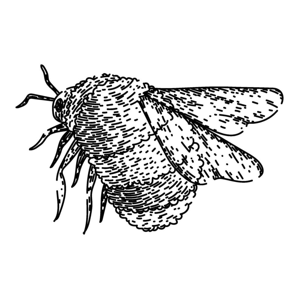 vintage abelha esboço mão desenhado vetor