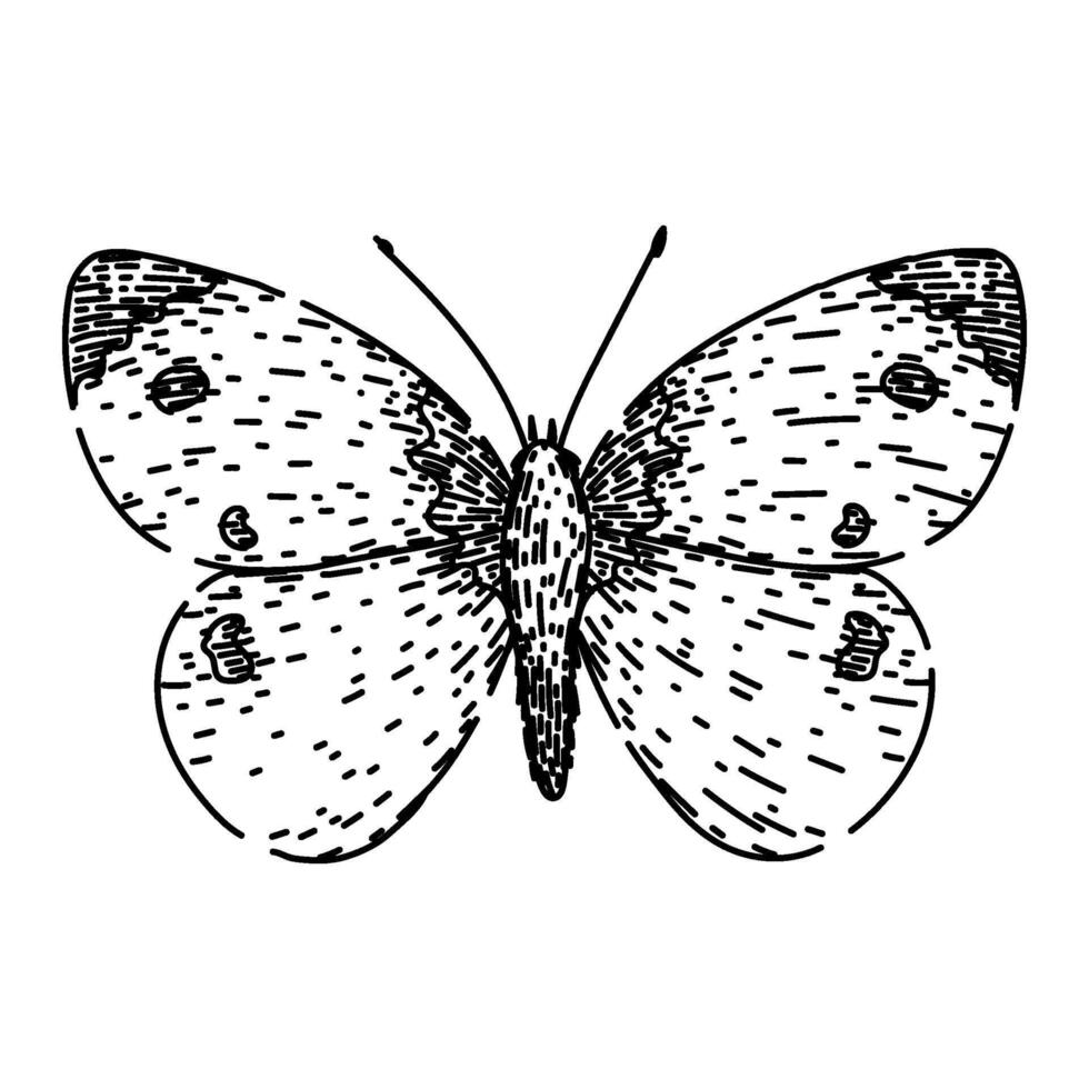 silhueta borboleta esboço mão desenhado vetor