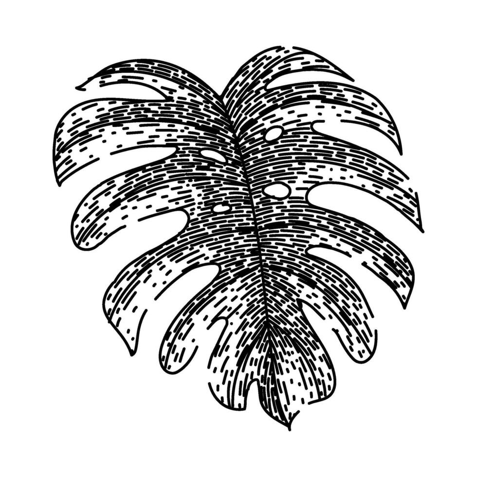 silhueta monstera folha esboço mão desenhado vetor