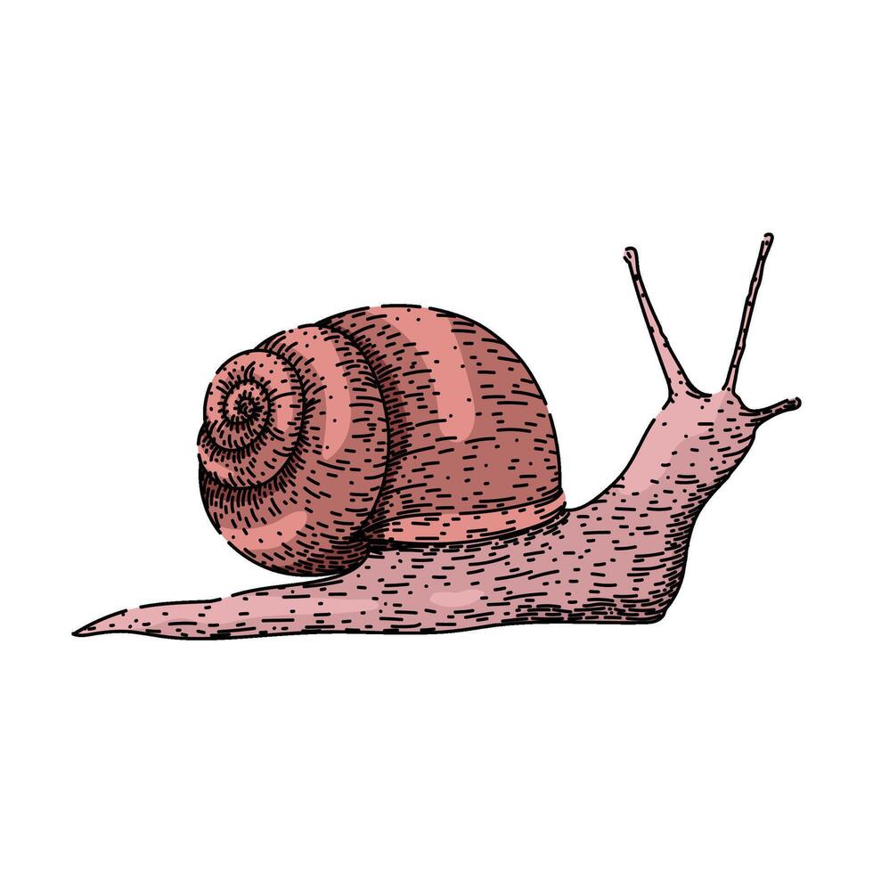 lento Caracol esboço mão desenhado vetor