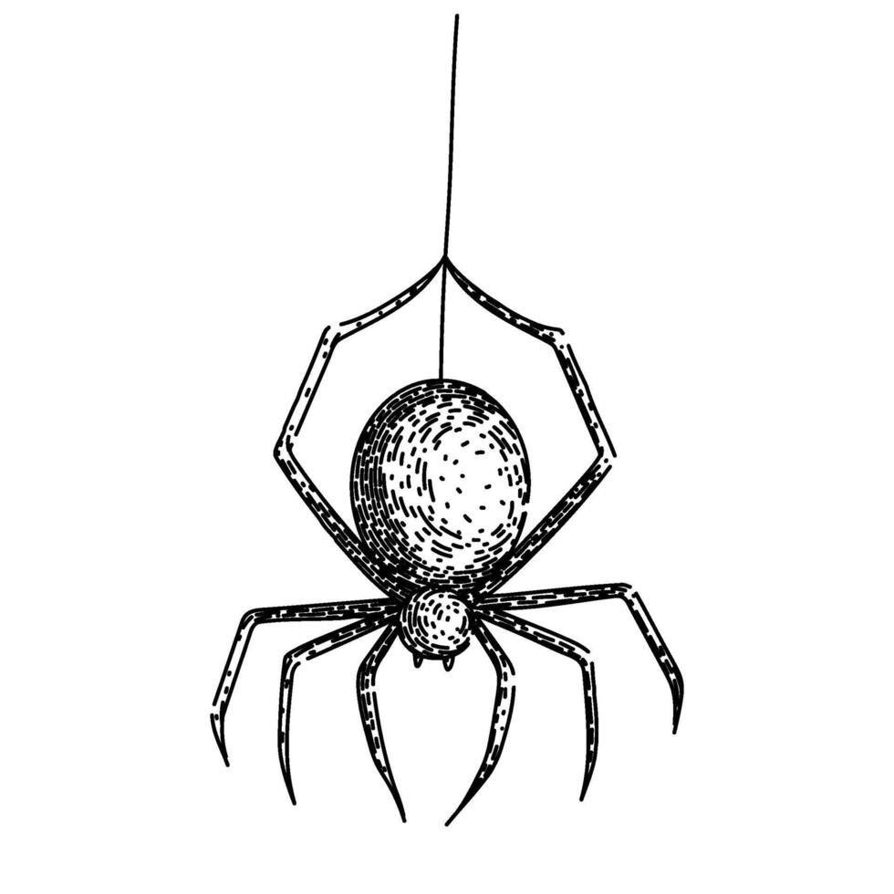 aranha esboço mão desenhado vetor