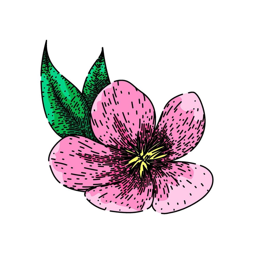 flor heléboro esboço mão desenhado vetor