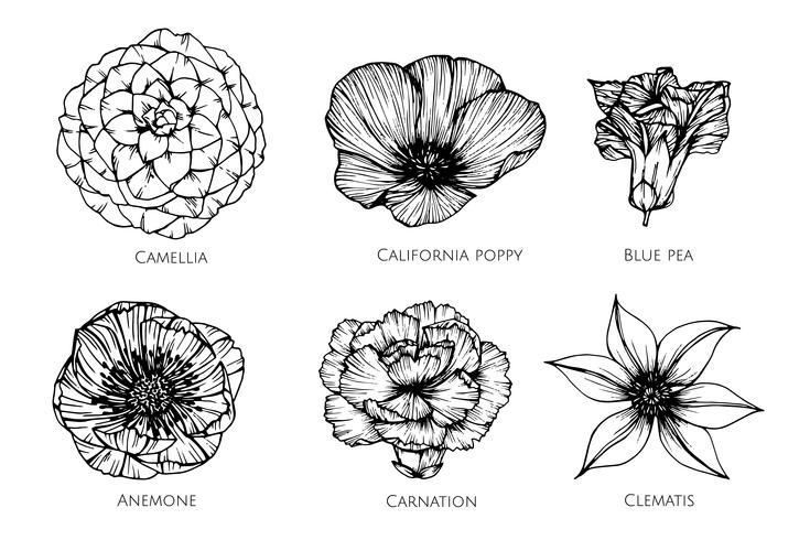 Conjunto de coleta de ilustração de desenho de flor. vetor