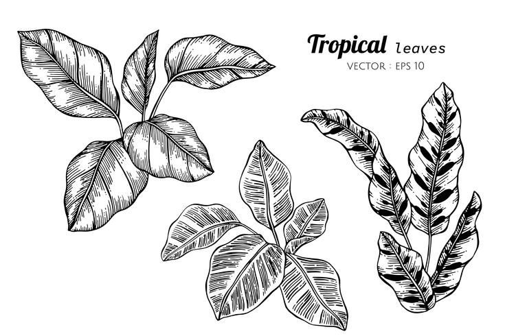 Jogo da coleção das folhas tropicais que desenham a ilustração. vetor