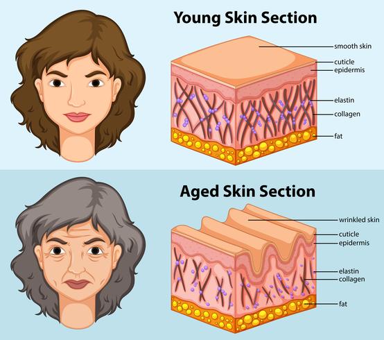 Diagrama mostrando a pele jovem e envelhecida em humanos vetor