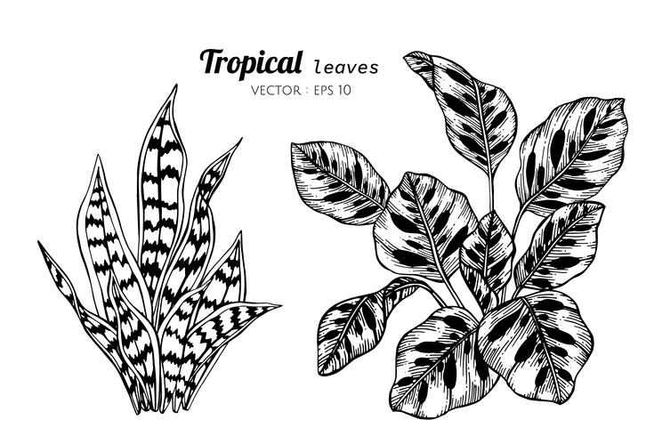 Jogo da coleção das folhas tropicais que desenham a ilustração. vetor