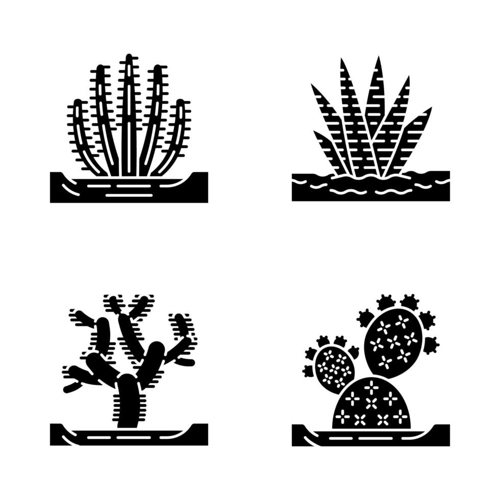 cactos selvagens em conjunto de ícones de glifo de solo. suculenta tropical. planta espinhosa. cacto zebra, cholla, pera espinhosa, cacto de tubo de órgão. símbolos de silhueta. ilustração isolada do vetor
