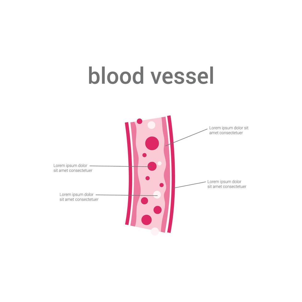 vetor ilustração do sangue embarcações conceito Projeto.