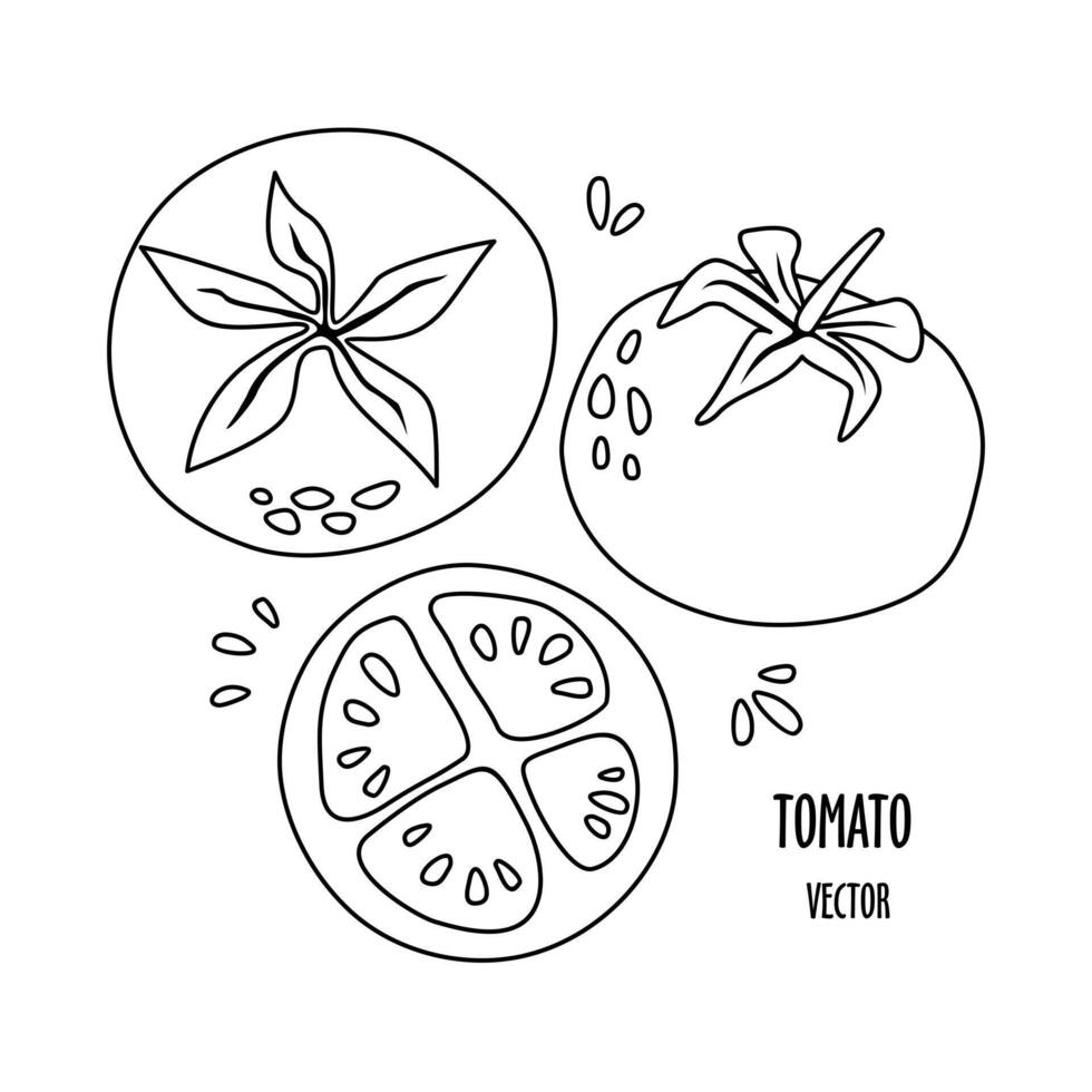 conjunto do rabisco tomates. coloração livro para crianças. vetor ilustração.