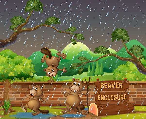 Três castores no zoológico no dia chuvoso vetor