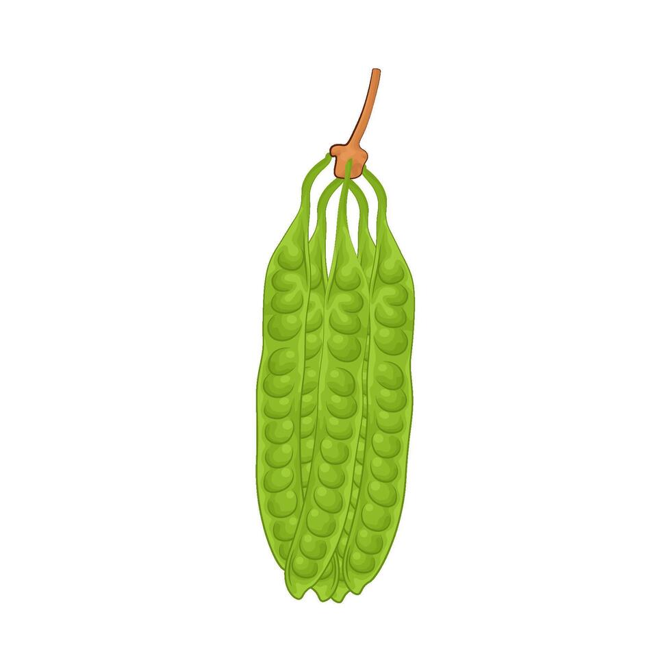 ilustração do vegetal petai vetor