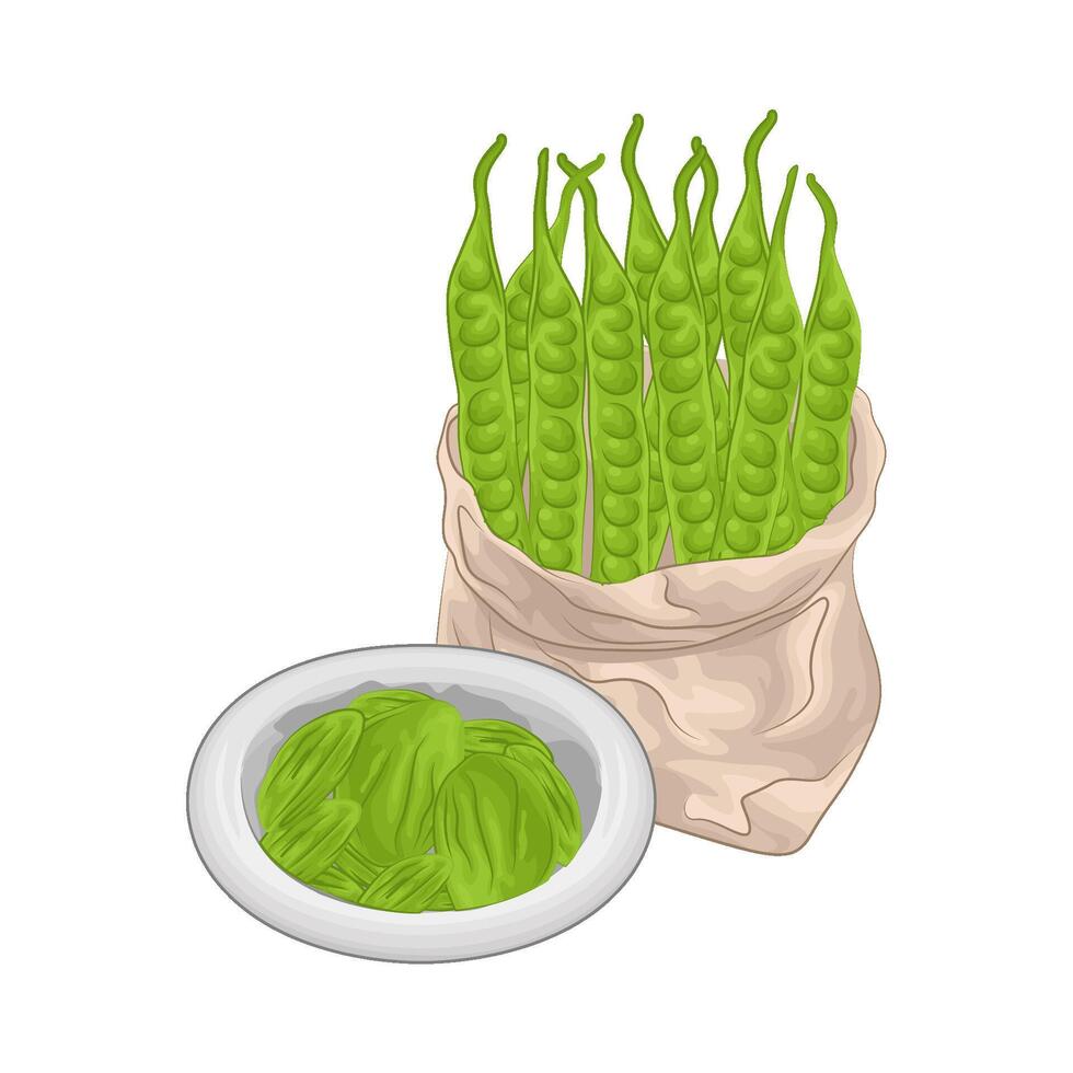 ilustração do vegetal petai vetor