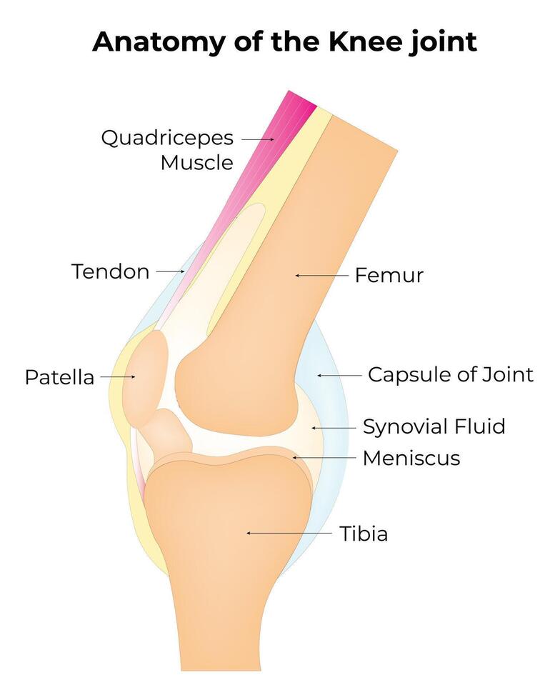 anatomia do a joelho articulação Ciência Projeto vetor ilustração diagrama