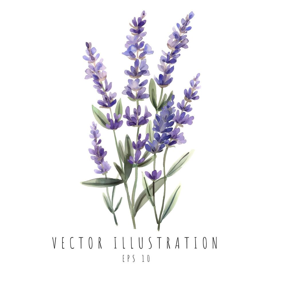 lavanda aguarela para Casamento convite elemento isolado em branco fundo. vetor ilustração