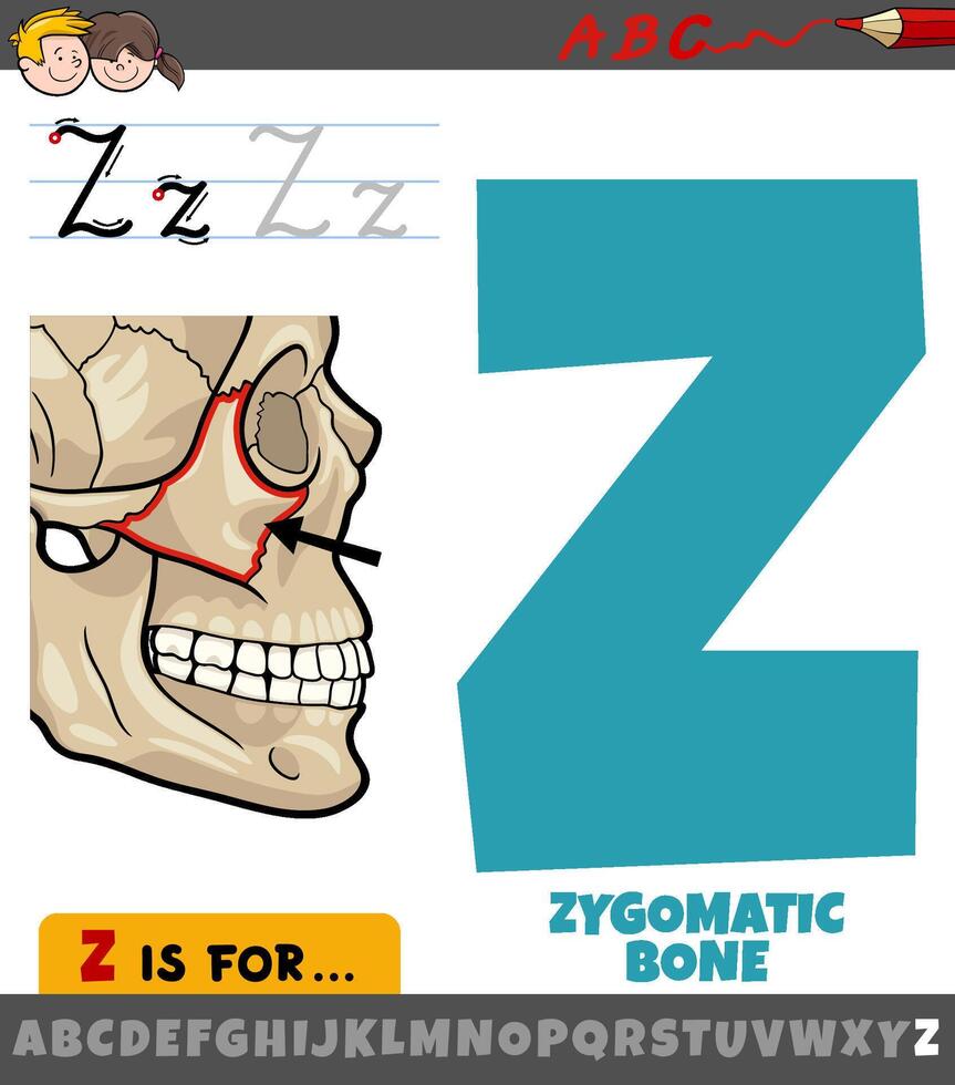 carta z a partir de alfabeto com ilustração do zigomático osso vetor