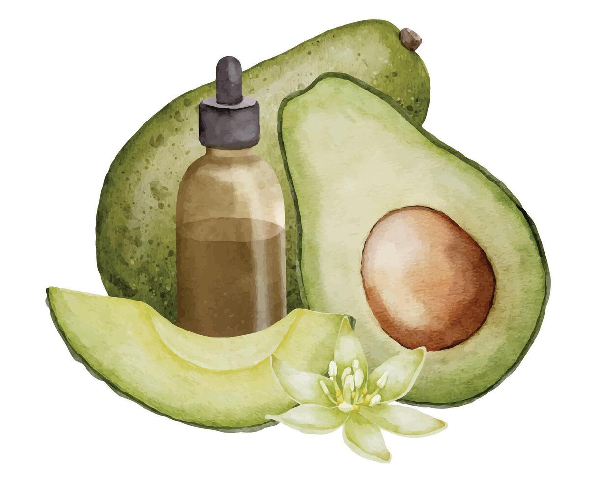 abacate essencial óleo aguarela ilustração. mão desenhado desenhando do tropical fruta e vidro garrafa com conta-gotas para saúde Cuidado e aromaterapia. fatias do verde vegetal e flor para spa vetor