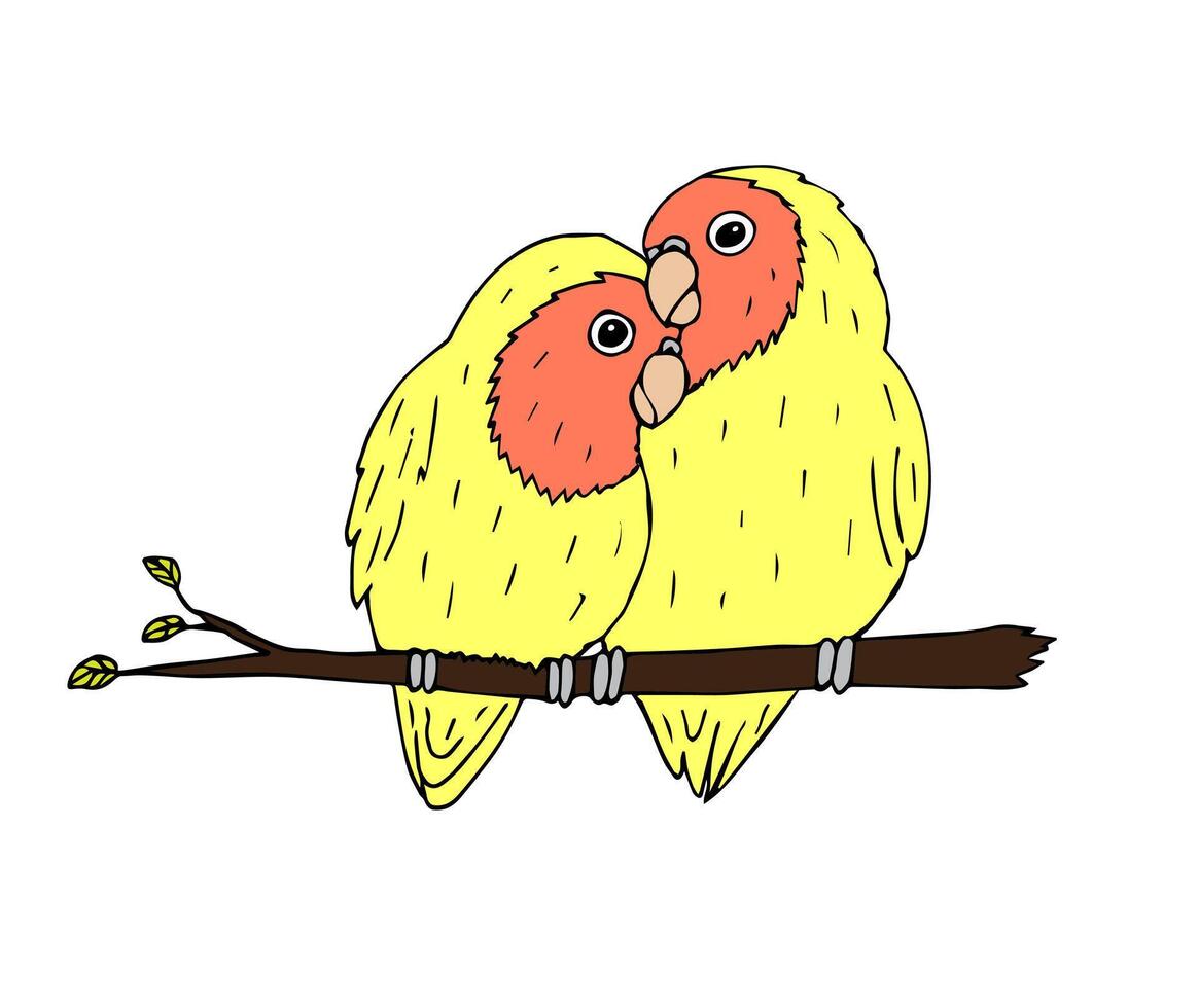 vetor mão desenhado periquitos papagaios par