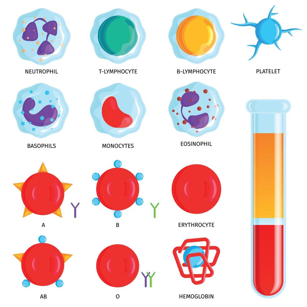 conjunto de células sanguíneas vetor