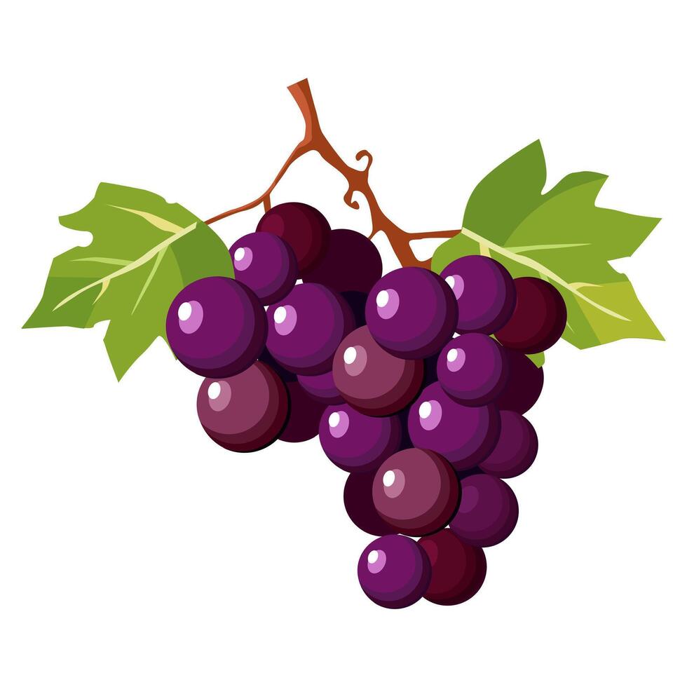 suculento e saudável grupo do Sombrio roxa uvas com verde folhas isolado em branco fundo. vetor bagas ilustração dentro plano estilo. verão clipart para Projeto do cartão, bandeira, folheto, oferta, poster