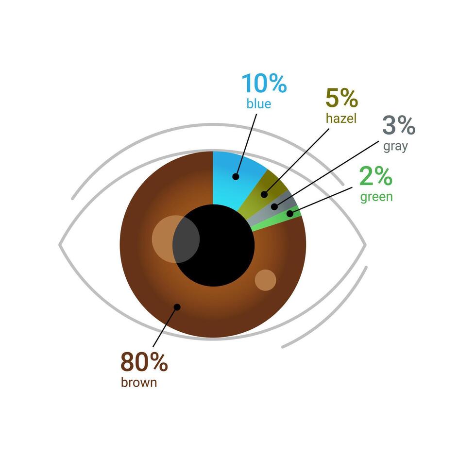 olho cor percentagem através a globo. humano olho com torta gráfico diagrama. plano vetor ilustração isolado em branco fundo.