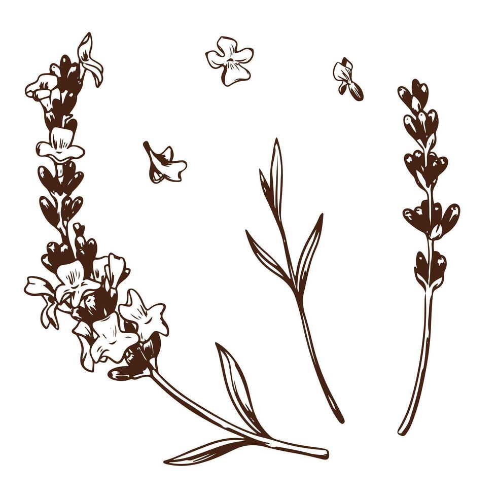 lavanda flor. vetor esboço, tinta desenho, imitação gravação. flores silvestres para embrulho, quadro, Armação ou fronteira Projeto. logotipo dentro provence estilo.