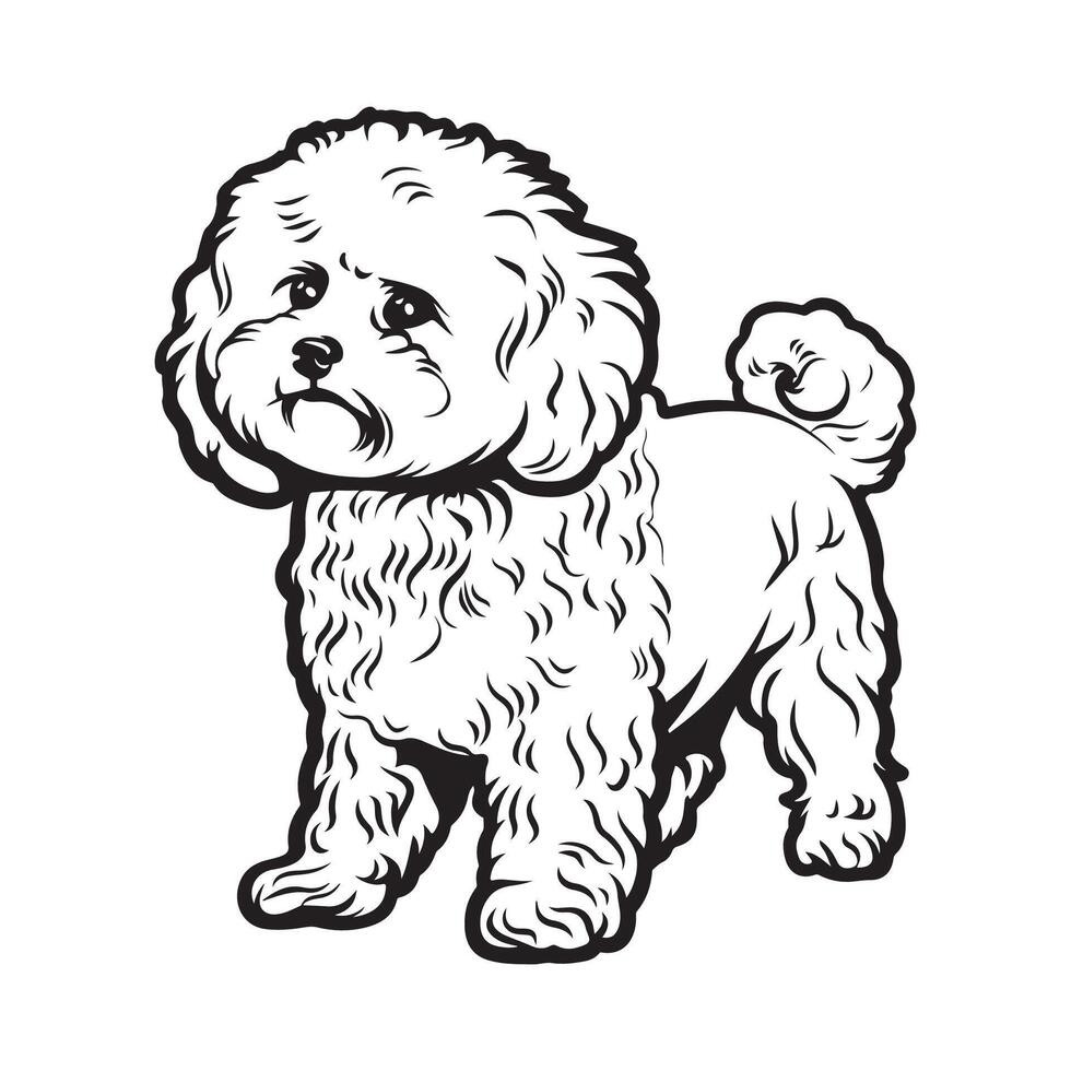 bichon frise cachorro isolado vetor ilustração
