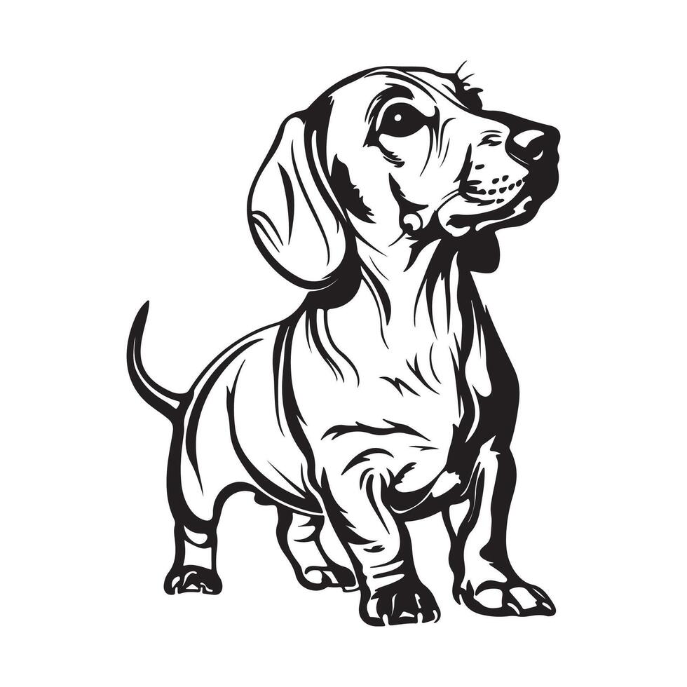 dachshund cachorro procriar vetor ilustração, dachshund cachorro vetor em branco fundo