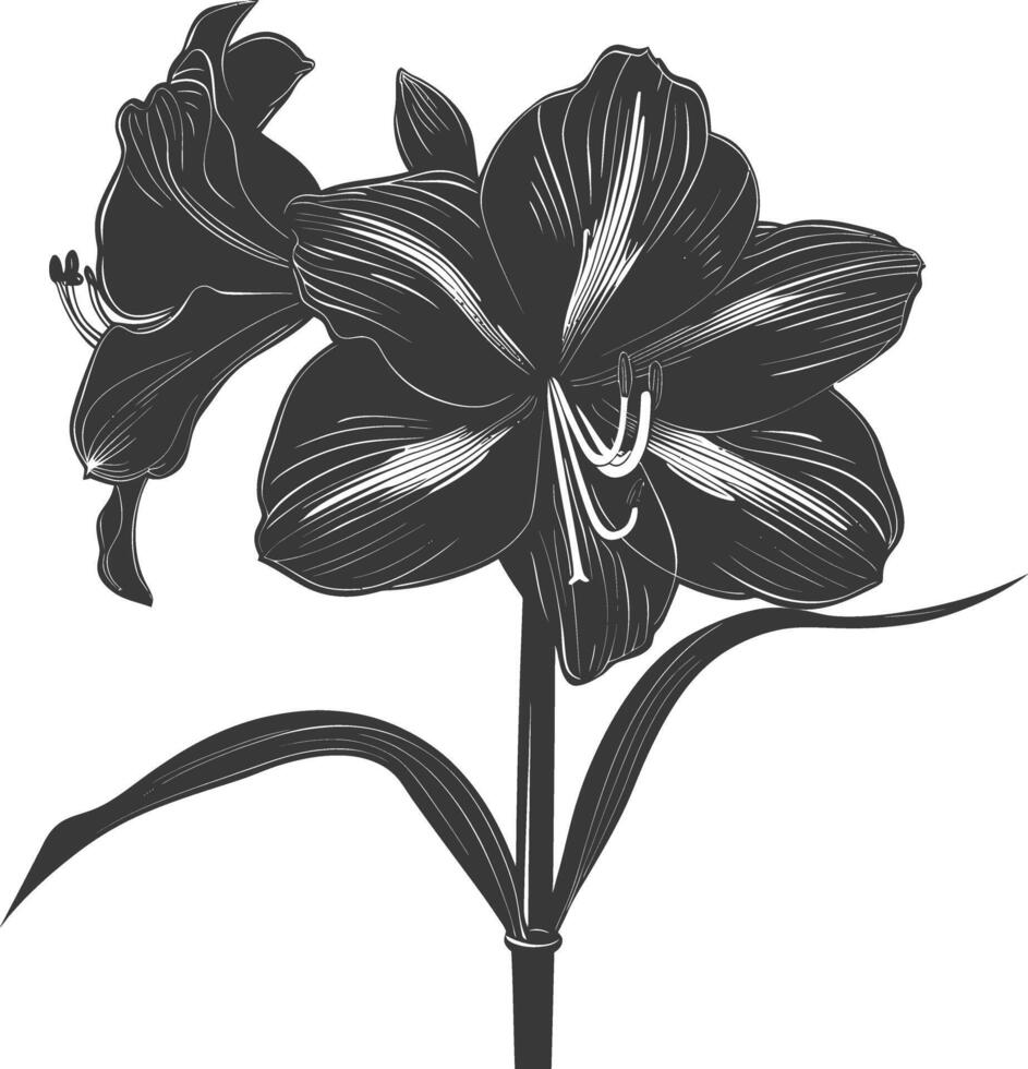 ai gerado silhueta amaryllis flor Preto cor só vetor