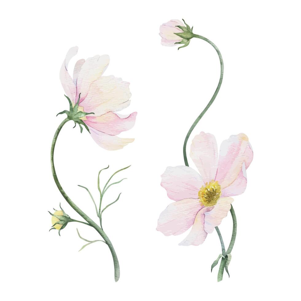 ramalhete do Rosa e branco cosmea flores cosmos bipinnatus. isolado mão desenhado aguarela ilustração do mexicano áster. verão floral Projeto para Casamento convites, cartões, têxteis, invólucro papel vetor