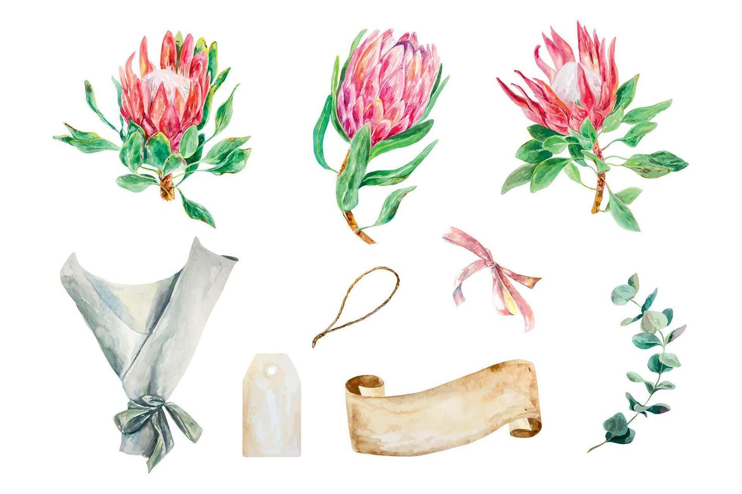 protea aquarela, bandeira para texto, eucalipto filial, definir. vetor ilustração do Rosa flores Projeto elemento para cartões, Casamento convites, bandeiras, capas, rótulos, panfletos.