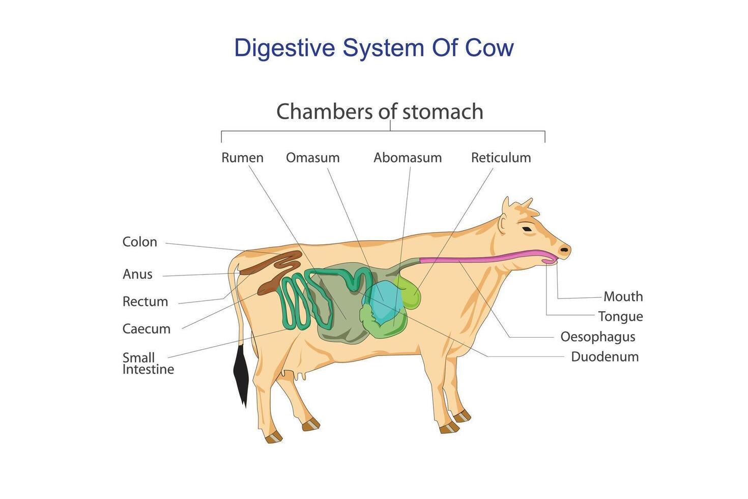 ruminante digestão sistema com interior digestivo estrutura esboço diagrama. etiquetado educacional esquema com rúmen, retículo, omaso e abomaso vetor ilustração. veterinário conceito.