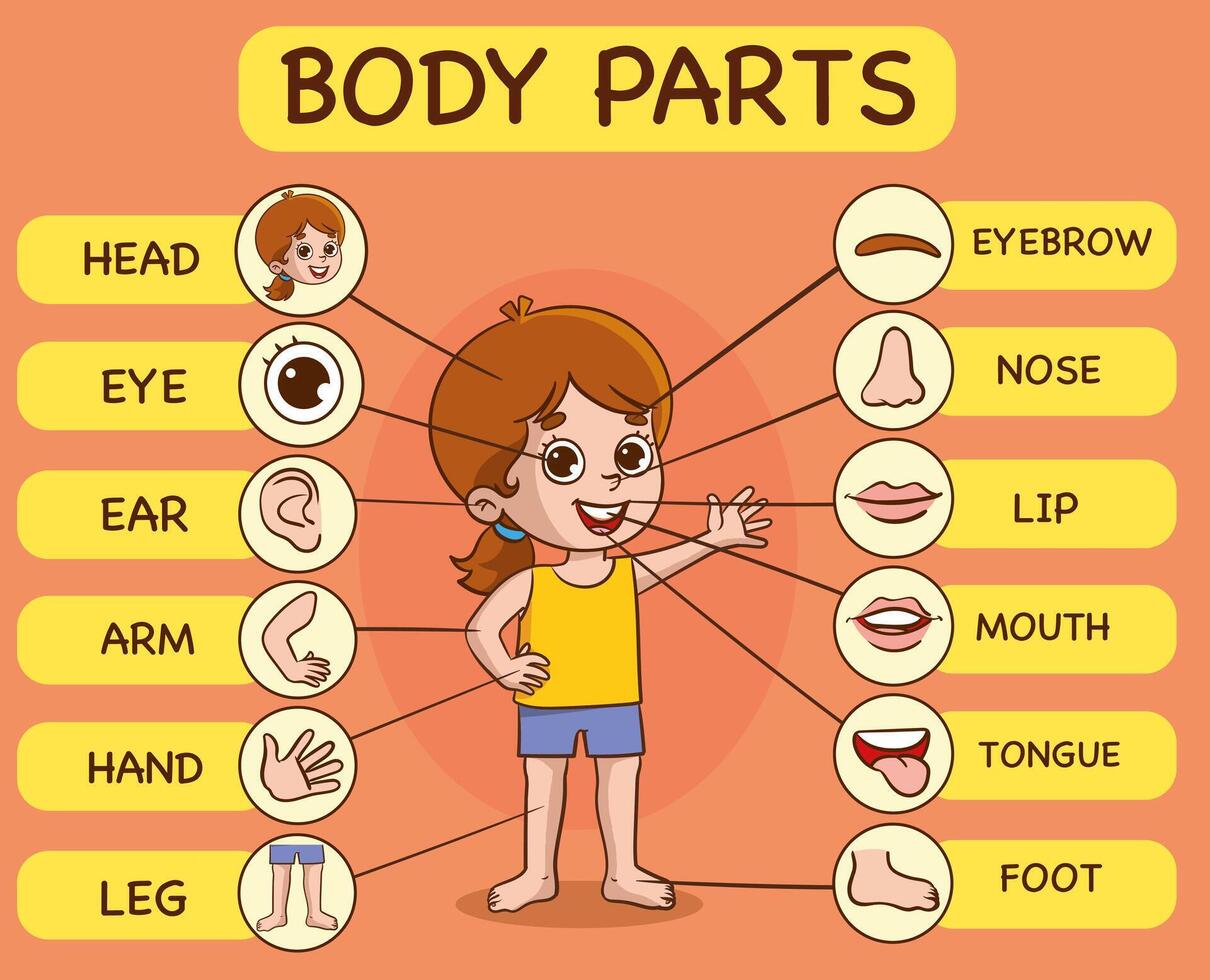 vetor ilustração do humano corpo.pré-escola Educação poster com jovem Garoto anatomia