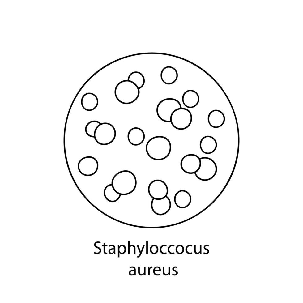 patogênico bactérias. bacteriano microrganismo. microbiologia, infográficos. mão desenhado rabisco estilo. vetor