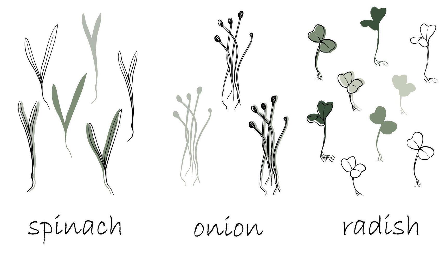 espinafre, cebola e rabanete brotos, microgreens vetor mão desenhado ilustração. contorno e verde plantar. conjunto para Projeto cardápio, logotipo, embalagem do apropriado nutrição, microelementos, saudável estilo de vida