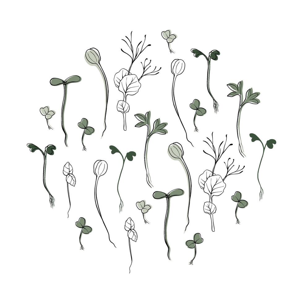 mão desenhado microgreens vetor ilustração. contorno brotos do agrião, espinafre, mostarda agrião e ervilhas, rabanete, girassol, manjericão plantar. conjunto para cardápio, logotipo, microelementos, saudável estilo de vida