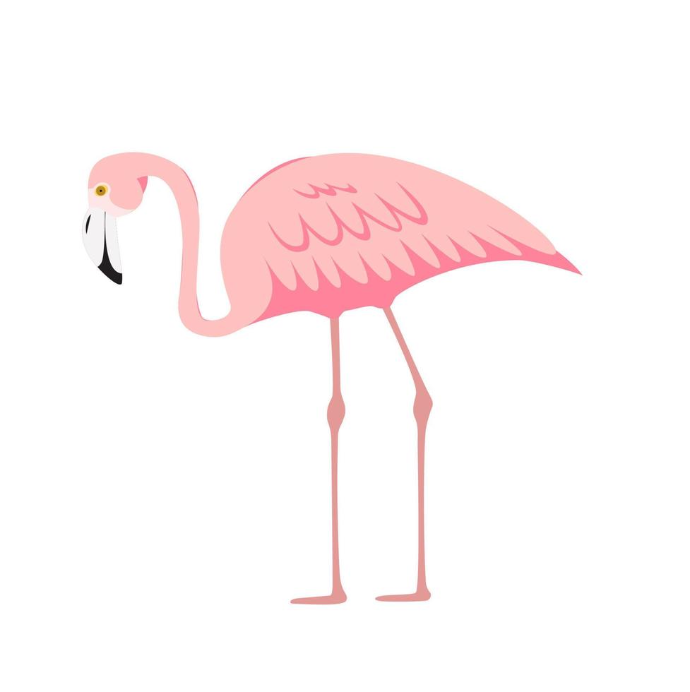 flamingo decorativo rosa colorido isolado no fundo branco. ilustração vetorial vetor