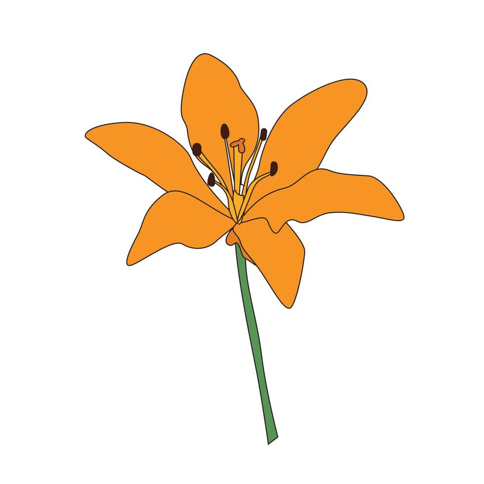 flor de lilly desenhada de mão. ilustração vetorial vetor
