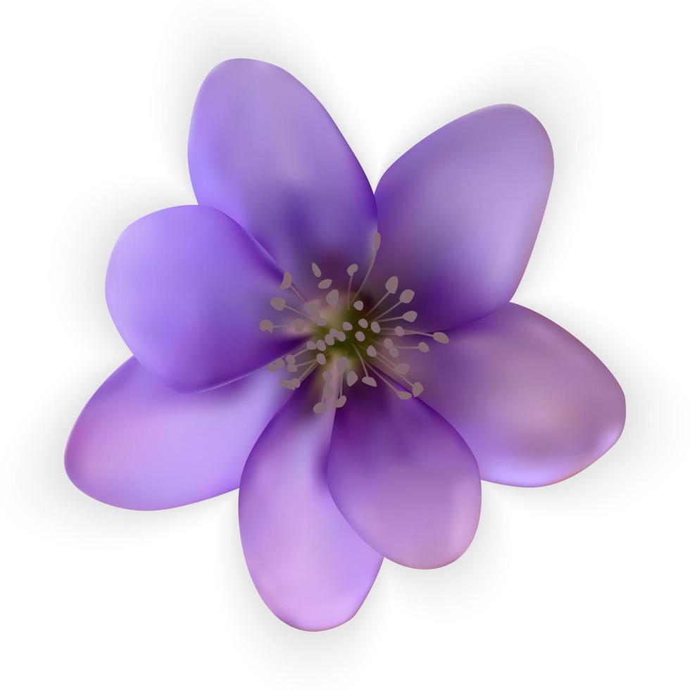 flor colorida do bluebell naturalista. snowdrop. vetor