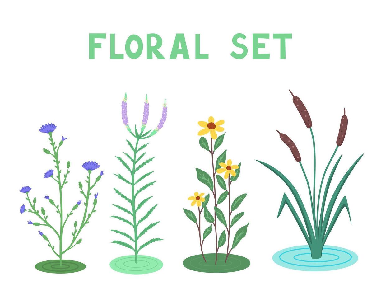 selvagem flores, floral definir, cichório intybus, Verônica, Rudbeckia e taboa. ilustração para fundos e embalagem. imagem pode estar usava para cartões e cartazes. isolado em branco fundo. vetor