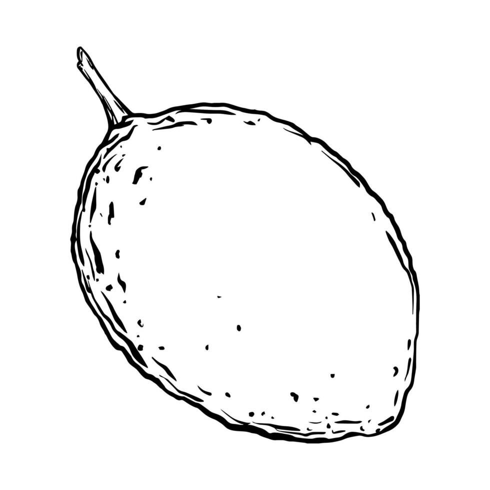 vetor suculento limão. exótico plantas Projeto modelo. gráfico botânico ilustração citrino fruta dentro linha arte estilo, esboço, quadro-negro estilo. isolado objeto eps vetor